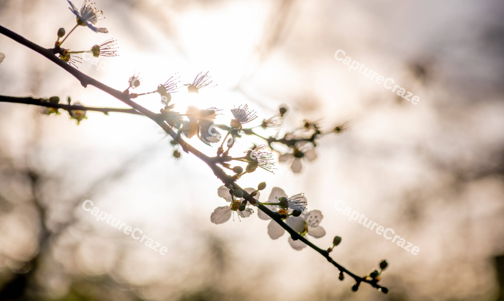 Close-up of white cherry blossom